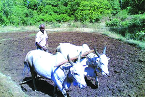 राज्यातील १७७ तालुक्यांमध्ये १०० टक्क्य़ांपेक्षा अधिक पाऊस राज्यातील १७७ तालुक्यांमध्ये १०० टक्क्य़ांपेक्षा अधिक पाऊस
