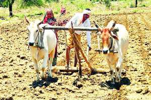 बुलढाण्यात दमदार पावसाने पेरणीचा मार्ग मोकळा