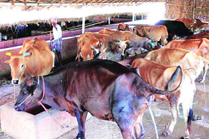 कुतूहल – जनावरांची तपासणी कुतूहल – जनावरांची तपासणी