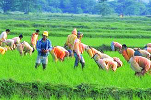 जळगावमध्ये ६० टक्के पेरण्या पूर्णत्वास