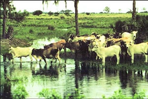 राज्यातील दीड कोटी पशुधन संकटात; छावणीतील जनावरे सांभाळण्याचे आव्हान