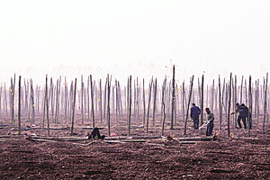 मानवाचा प्रदूषण इतिहास आठ हजार वर्षांचा! मानवाचा प्रदूषण इतिहास आठ हजार वर्षांचा!