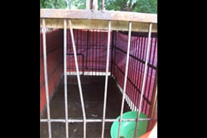 पिंजऱ्याचे गज वाकवून भरदुपारी बिबटय़ाने ठोकली धूम!