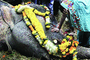 एका हत्तिणीचा मृत्यू एका हत्तिणीचा मृत्यू