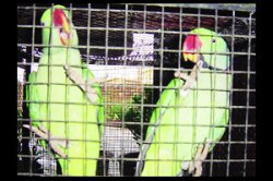 पोपट पाळण्याच्या पळवाटा