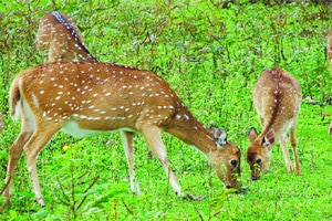 काळविटांची शिकार करणा-या कोल्हापूरच्या तिघांना पकडले काळविटांची शिकार करणा-या कोल्हापूरच्या तिघांना पकडले