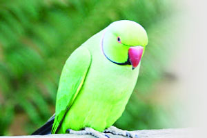 पोपट पाळणाऱ्यांना २५ हजारांचा दंड पोपट पाळणाऱ्यांना २५ हजारांचा दंड