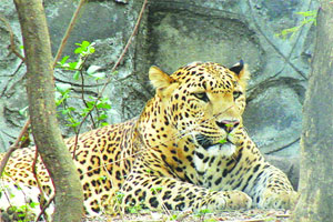 बिबटे नव्हे, पाळीव कुत्रे! बिबटे नव्हे, पाळीव कुत्रे!