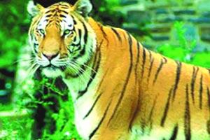 जेरबंद ३ बिबटय़ांच्या मुक्तीला जिल्हा पोलीस दलाचा अडसर कायदा व सुव्यवस्थेचा बागुलबुवा जेरबंद ३ बिबटय़ांच्या मुक्तीला जिल्हा पोलीस दलाचा अडसर कायदा व सुव्यवस्थेचा बागुलबुवा