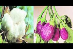 जनुक संस्कारित पिकांचे धोके