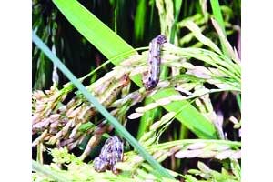 नागपूर विभागात धानावर लष्करी अळीचा प्रादुर्भाव नागपूर विभागात धानावर लष्करी अळीचा प्रादुर्भाव