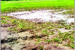 अस्वस्थ बळीराजा..!