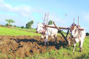 लातूरमध्ये रब्बीच्या क्षेत्रात दीडपटीने वाढ लातूरमध्ये रब्बीच्या क्षेत्रात दीडपटीने वाढ