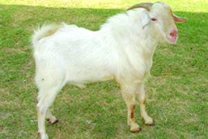 कुतूहल – शेळ्यांच्या विविध जाती