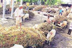 साखर उद्योगावर यंदा ऊस टंचाईचे संकट साखर उद्योगावर यंदा ऊस टंचाईचे संकट
