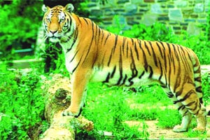 विदर्भातील व्याघ्रप्रकल्पांसाठी आता ऑनलाइन बुकिंग सुरू विदर्भातील व्याघ्रप्रकल्पांसाठी आता ऑनलाइन बुकिंग सुरू