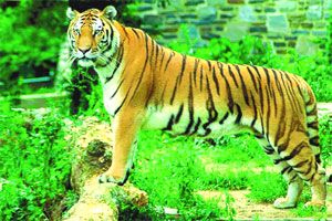 विदर्भातील व्याघ्रप्रकल्पांसाठी आता ऑनलाइन बुकिंग सुरू विदर्भातील व्याघ्रप्रकल्पांसाठी आता ऑनलाइन बुकिंग सुरू