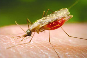 डेंग्यू, मलेरियाच्या औषधांसाठी मेडिकलमध्ये रुग्णांची भटकंती डेंग्यू, मलेरियाच्या औषधांसाठी मेडिकलमध्ये रुग्णांची भटकंती