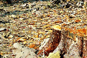 सागवानावर तस्करांचे लक्ष सागवानावर तस्करांचे लक्ष
