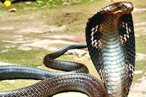 सर्पदंशाच्या वाढत्या घटनांमुळे नागपूरकरांसाठी धोक्याची घंटा