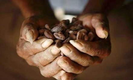 ‘चॉकलेट मेल्टडाऊन’; २०२० साली ‘कोको’चे उत्पादन संपुष्टात ‘चॉकलेट मेल्टडाऊन’; २०२० साली ‘कोको’चे उत्पादन संपुष्टात