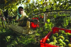 थंडीचा दुहेरी मार..