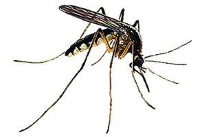 ४९२ मुंबईकरांना पालिका न्यायालयात खेचणार ४९२ मुंबईकरांना पालिका न्यायालयात खेचणार