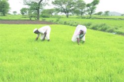 कुतूहल – शेतजमिनीचे वर्गीकरण – ३