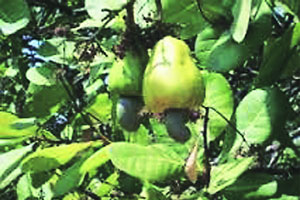 कुतूहल – माळरानावर फळबाग