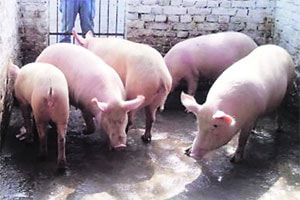 कुतूहल – वराहपालनाच्या पद्धती