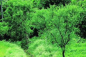 निसर्ग, विज्ञान आणि प्रजातंत्र : जो जे वांछील तो ते लाहो..