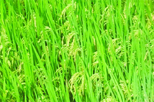 भाताच्या आधारभूत किमतीत अंशत: वाढ भाताच्या आधारभूत किमतीत अंशत: वाढ