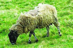 कुतूहल – मेंढय़ांच्या आजारावरील घरगुती उपाय