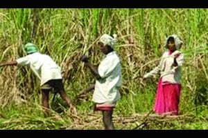 गोंदिया जिल्ह्य़ात अडीच हजार हेक्टर क्षेत्रात उस लागवड