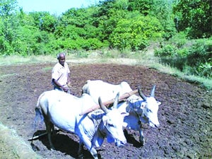 शेतक ऱ्यांसाठी अस्मानी, सुलतानी संकटाचे वर्ष शेतक ऱ्यांसाठी अस्मानी, सुलतानी संकटाचे वर्ष