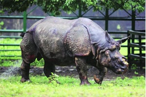 दिल्लीला गेलेला ‘शिवा’ अजूनही एकटा जीवच!