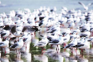 आठवणींतले पक्षी