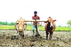 जमीन खरेदी-विक्रीवरील र्निबधांमुळे शेतकरी कोंडीत जमीन खरेदी-विक्रीवरील र्निबधांमुळे शेतकरी कोंडीत