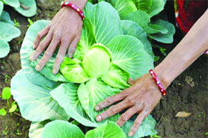 कुतूहल: कुटुंब समृद्धी बाग