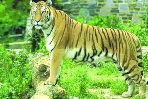 ‘ताडोबा व्याघ्र प्रकल्पाजवळ लवकरच वन्यजीव अकादमी’ ‘ताडोबा व्याघ्र प्रकल्पाजवळ लवकरच वन्यजीव अकादमी’