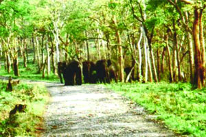 राज्यात ५५ टक्के वनगुन्हे प्रलंबितच