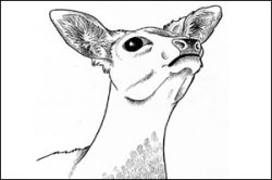 जग हे अप्पलपोटय़ांचा बाजार!