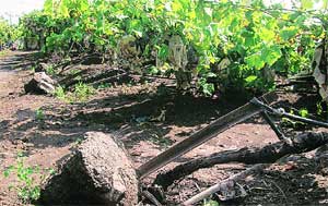 शेतकऱ्यांच्या नुकसानीमुळे प्रचाराच्या नियोजनातही बदल