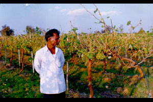 गारपिटीमुळे २१४ द्राक्ष कंटेनरची निर्यात गोठली गारपिटीमुळे २१४ द्राक्ष कंटेनरची निर्यात गोठली