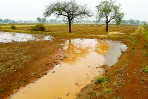 реирел рд╣рдЬрд╛рд░ рд╣реЗрдХреНрдЯрд░ рдХреНрд╖реЗрддреНрд░рд╛рддреАрд▓ рдкрд┐рдХрд╛рдВрдирд╛ рдлрдЯрдХрд╛ рд▓рд╛рддреБрд░рд╛рдд рдЧрд╛рд░рдкрд┐рдЯреАрдЪреЗ рддрд╛рдВрдбрд╡ рд╕реБрд░реВрдЪ реирел рд╣рдЬрд╛рд░ рд╣реЗрдХреНрдЯрд░ рдХреНрд╖реЗрддреНрд░рд╛рддреАрд▓ рдкрд┐рдХрд╛рдВрдирд╛ рдлрдЯрдХрд╛ рд▓рд╛рддреБрд░рд╛рдд рдЧрд╛рд░рдкрд┐рдЯреАрдЪреЗ рддрд╛рдВрдбрд╡ рд╕реБрд░реВрдЪ