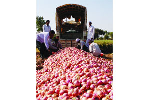 वाढीव भाव शेतकऱ्यांच्या फायद्याचे की तोटय़ाचे? वाढीव भाव शेतकऱ्यांच्या फायद्याचे की तोटय़ाचे?