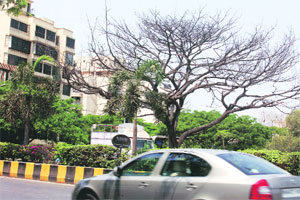 पर्जन्यवृक्ष मरणपंथाला लागले! पर्जन्यवृक्ष मरणपंथाला लागले!