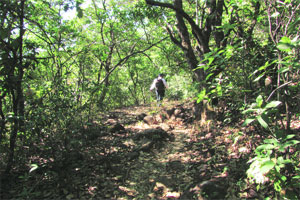 अक्षरभ्रमंती: अंधारातल्या बनाची कहाणी
