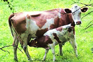 दुग्धोत्पादनवाढीसाठी कृषी विद्यापीठात प्रयोगशाळा दुग्धोत्पादनवाढीसाठी कृषी विद्यापीठात प्रयोगशाळा