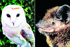 यांचेही ‘दिन’ साजरे करायला हवेत.. यांचेही ‘दिन’ साजरे करायला हवेत..